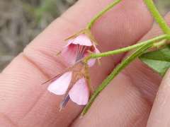 Hermannia glanduligera