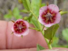 Hermannia glanduligera
