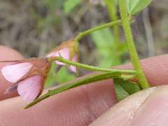 Hermannia glanduligera