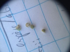 Heliotropium campestre