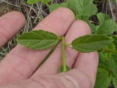 Hermannia glanduligera