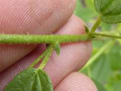 Hermannia glanduligera