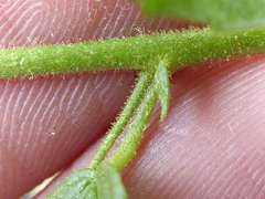 Hermannia glanduligera