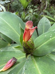 Costus laevis image