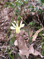 Narcissus triandrus pallidulus