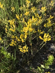 Physaria filiformis