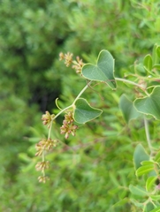 Smilax aspera: Herkunft und Verwendung — Foto 3