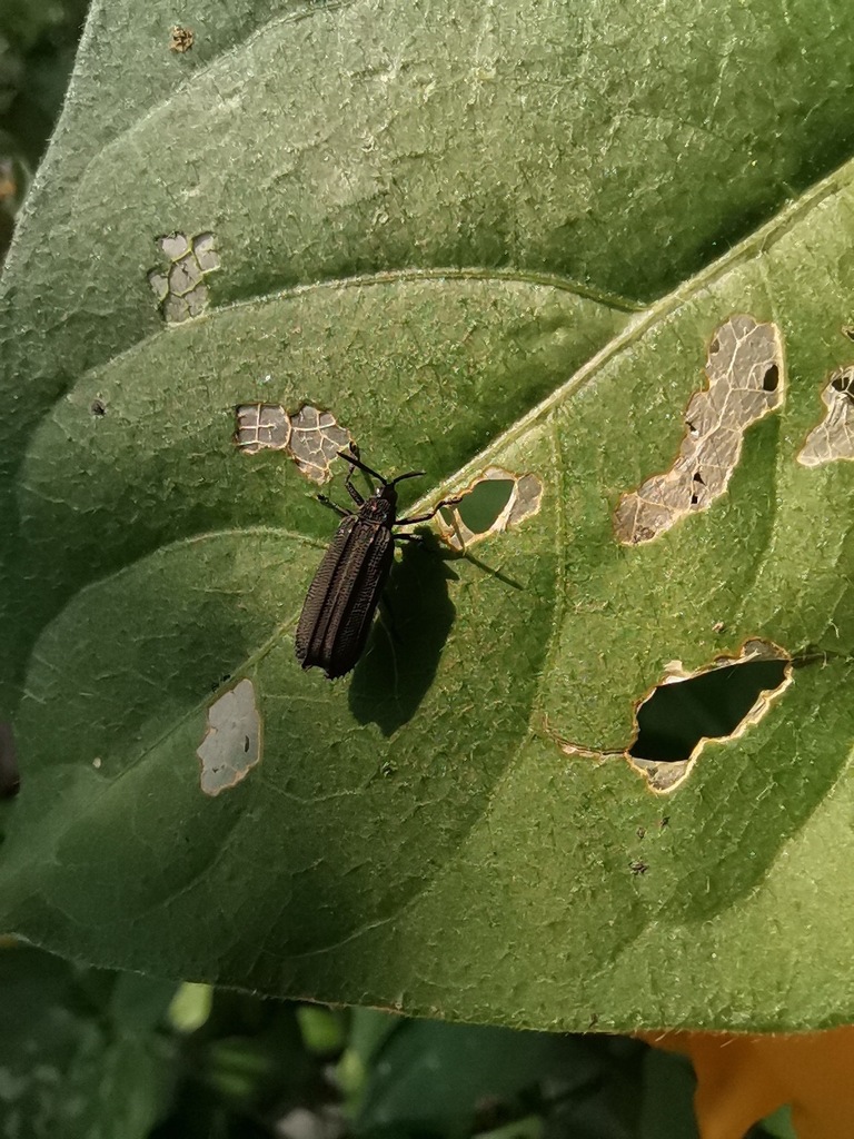 Xenochalepus maculicollis