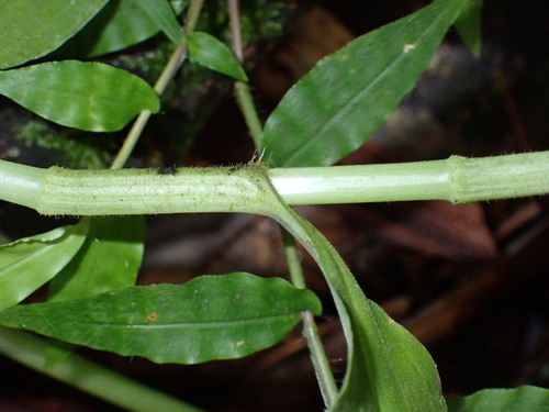 Image of Rhopalephora scaberrima by (c) chiuluan, some rights reserved (CC BY)