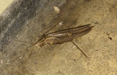 Euconocephalus nasutus