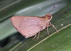 Cobalopsis