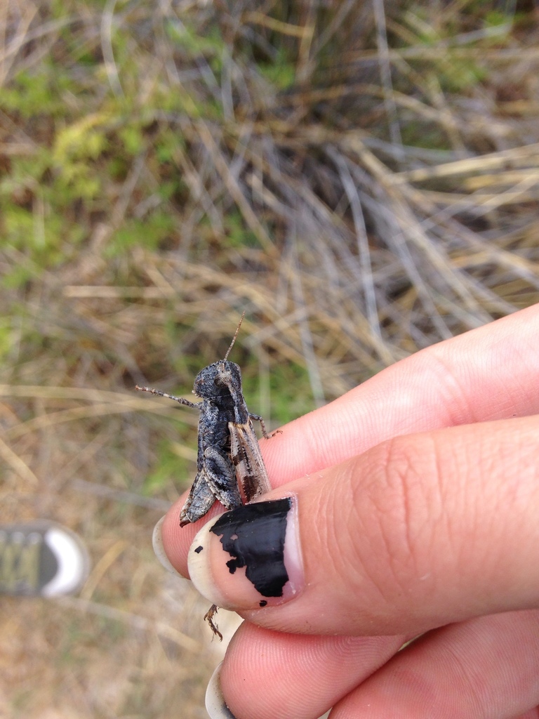 Pale Clouded Grasshopper