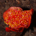 Haemanthus - Photo (c) Mike Lusk, μερικά δικαιώματα διατηρούνται (CC BY-NC), uploaded by Mike Lusk