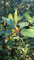 Frangula purshiana ssp. annonifolia