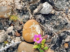 Nama parvifolia