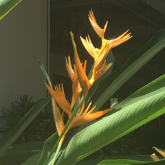 Heliconia psittacorum