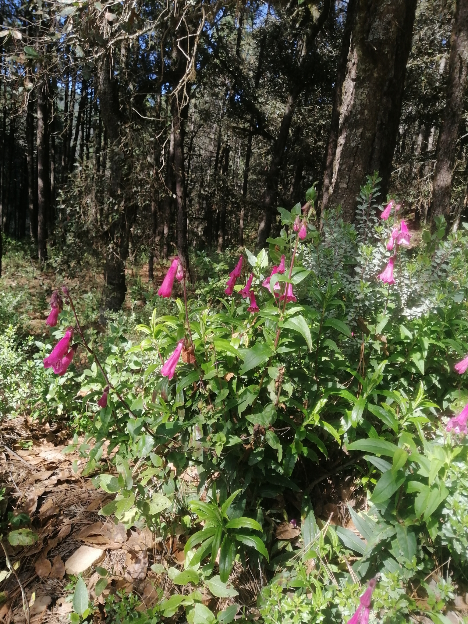 Hartweg's Beardtongue (Penstemon hartwegii)