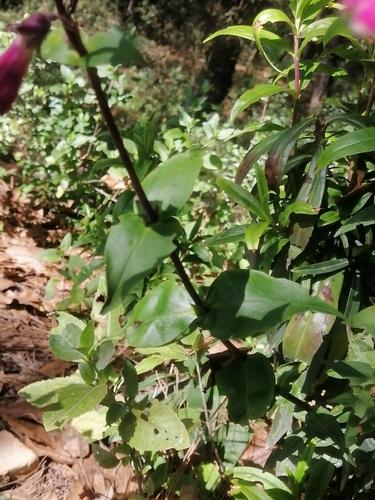 Penstemon hartwegii, photograph 2