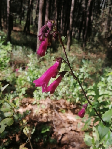 Image of Penstemon hartwegii by (c) Erick Vélez Sánchez, some rights reserved (CC BY)