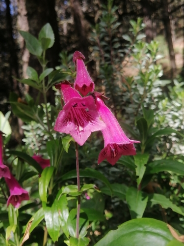 Image of Penstemon hartwegii by (c) Erick Vélez Sánchez, some rights reserved (CC BY)