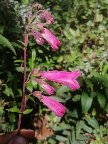 Image of Penstemon hartwegii by (c) Erick Vélez Sánchez, some rights reserved (CC BY)