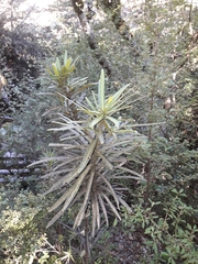 Pseudopanax linearis
