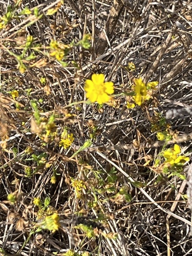 iNaturalist observation photo of Clustered Tarweed