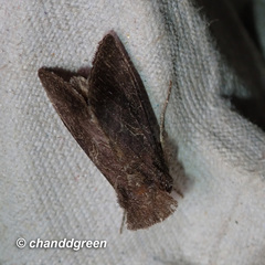 Thysanoplusia reticulata