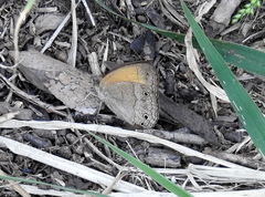 Pharneuptychia phares