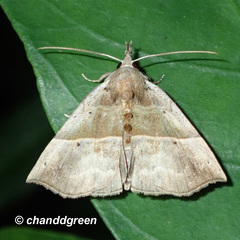 Hypena similata