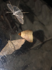 Plecoptera luteiceps