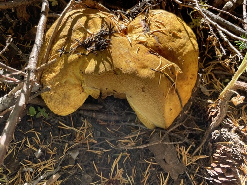 iNaturalist observation photo of Spring King Bolete
