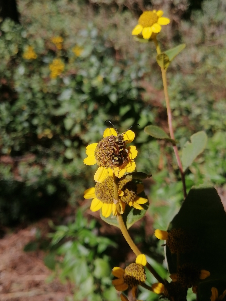 Ochraethes obliquus