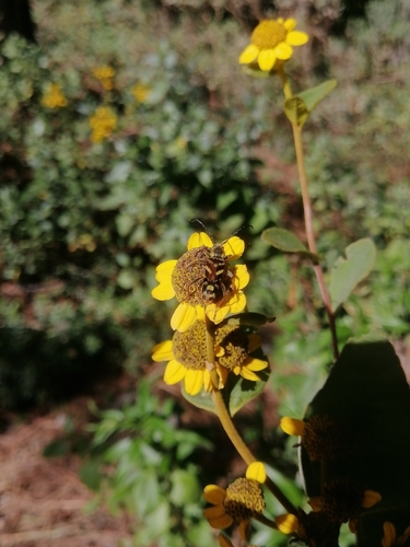 Ochraethes obliquus
