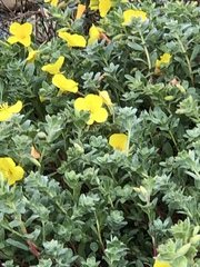Camissoniopsis cheiranthifolia cheiranthifolia