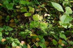Equisetum pratense image