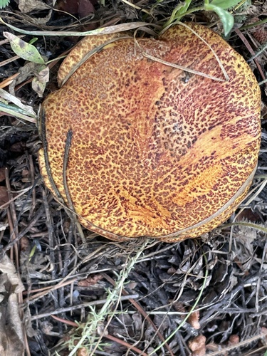 iNaturalist observation photo of Blue-staining Slippery Jack