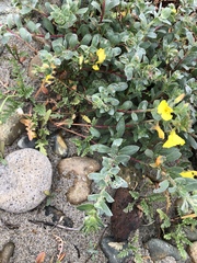 Camissoniopsis cheiranthifolia cheiranthifolia