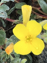Camissoniopsis cheiranthifolia cheiranthifolia