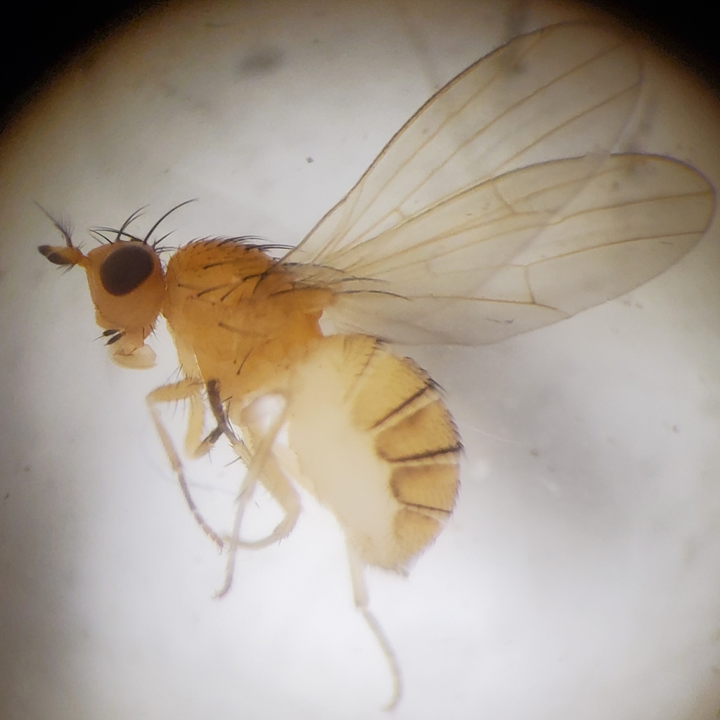 Camptoprosopella borealis