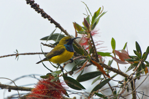 Sahul Sunbird (Cinnyris frenatus), photo 10