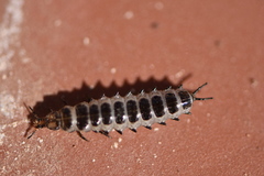Licinus
