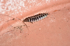 Licinus
