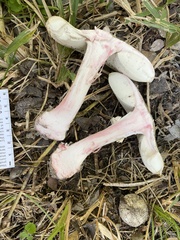 Amanita mutabilis image