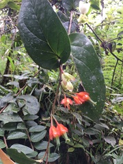 Macleania pentaptera