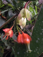 Macleania pentaptera
