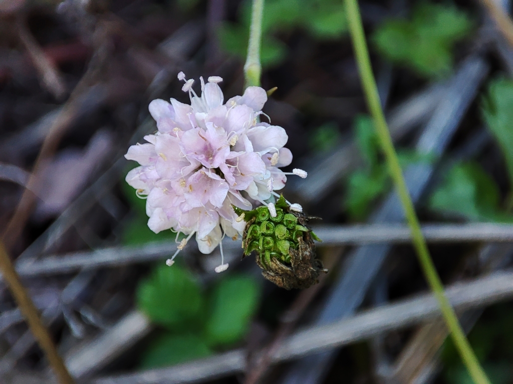 Succisella carvalhoana