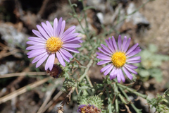 Dieteria asteroides var. asteroides