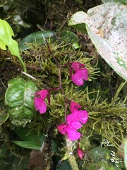 Comparettia falcata