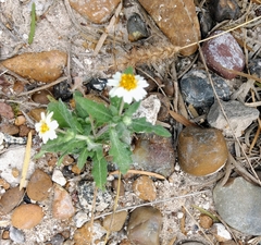 Melampodium cinereum